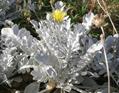 jacobaea maritima,silver ragwort,centaurea cineraria,lychnis coronaria ,ابری نقره ای، سینر برگ نقره 
